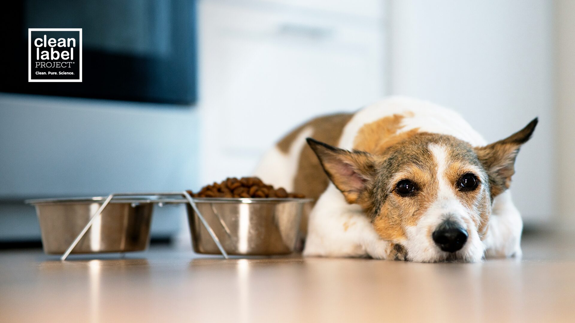 dog lying next to a bowl full of dry kibble