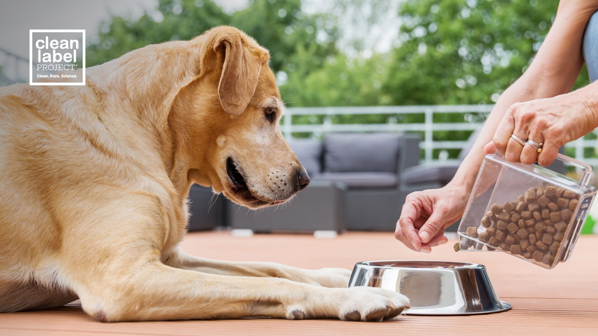 dog looking at his bowl as an owner pours dry kibble